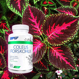 Siluetă ideală cu Coleus Forskohlii de la SFD Nutrition. Energie naturală pentru o formă fizică de invidiat.