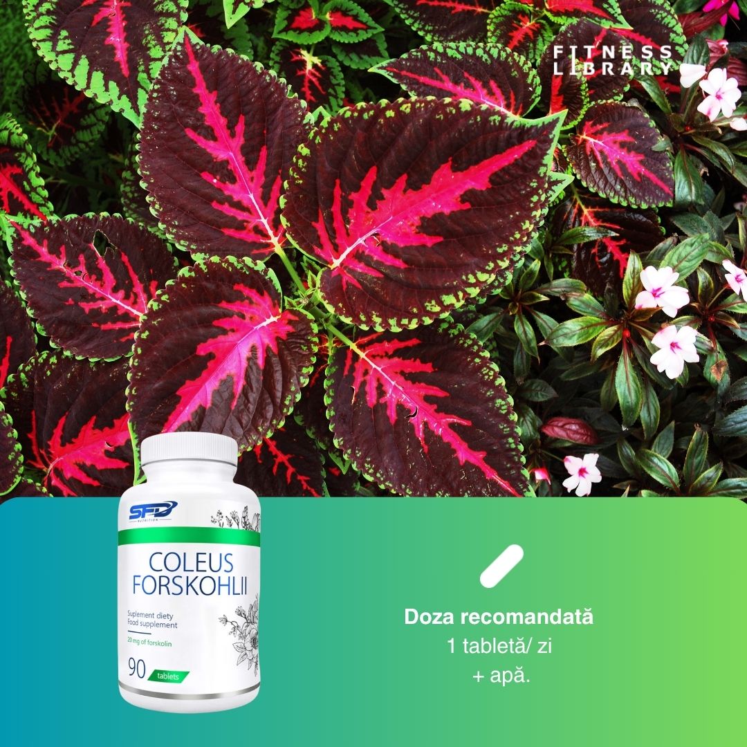 Siluetă ideală cu Coleus Forskohlii de la SFD Nutrition. 10% forskolin pur pentru un metabolism revitalizat și un corp armonios.